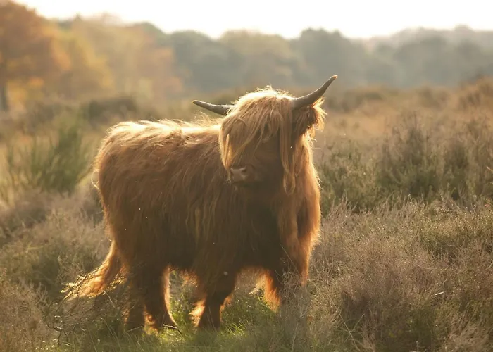 Romantic In Дом отдыха Mook