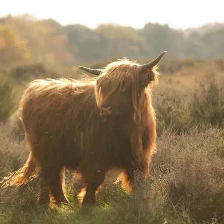 Romantic In Prázdninový dům Mook
